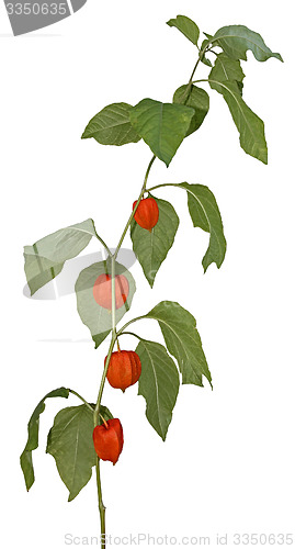 Image of Physalis