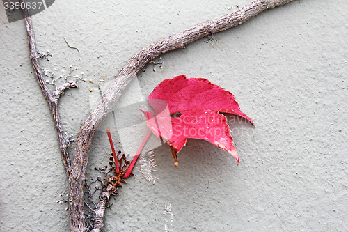 Image of Autumn leaves