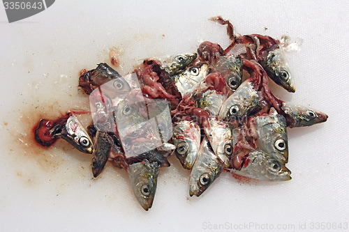 Image of Heads sardines