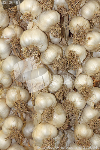 Image of Young garlic