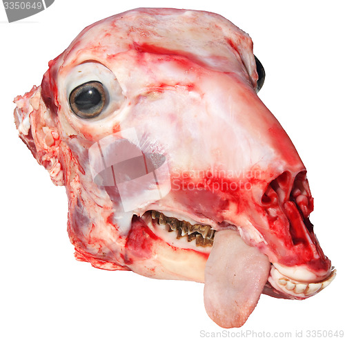 Image of Goat\'s head