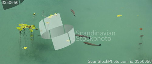 Image of Fish and lotus 