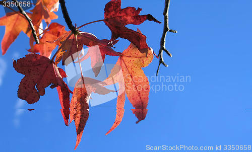 Image of Leaves
