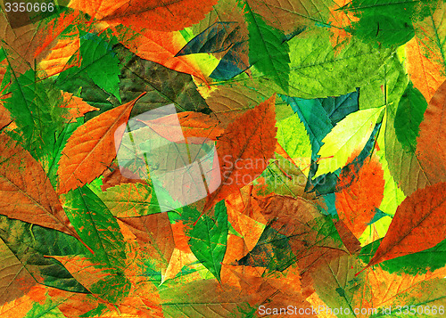 Image of Leaves