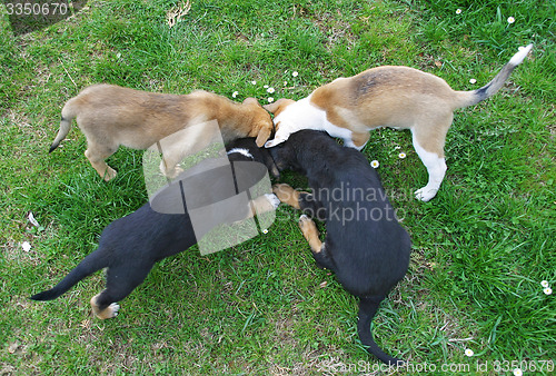 Image of Four dogs