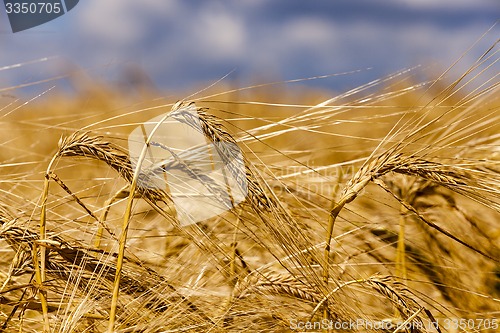 Image of ripened cereals  