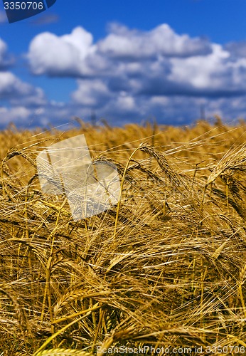 Image of wheat field  