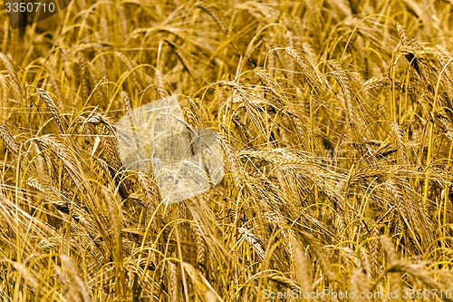 Image of ripened cereals  