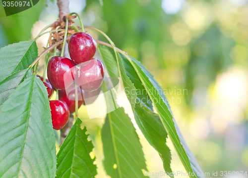 Image of cherry on tree