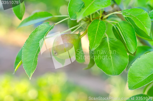 Image of pear on tree