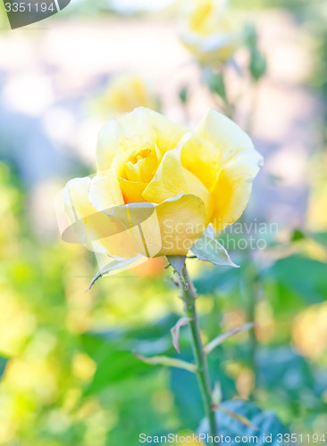 Image of yellow rose