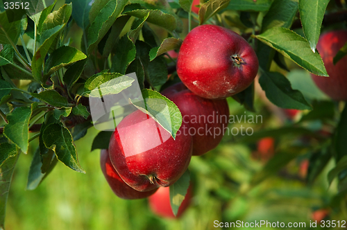 Image of Michigan Apples