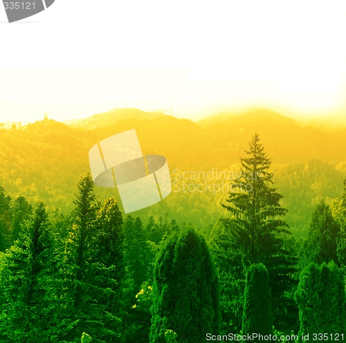 Image of Forest landscape