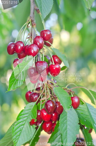 Image of cherry on tree