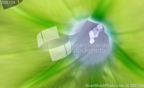 Image of Green flower