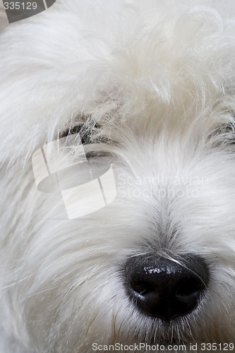 Image of white terrier