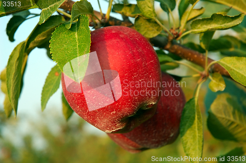 Image of Michigan Apples