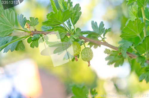 Image of pear on tree