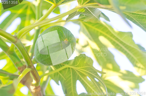 Image of fig on tree