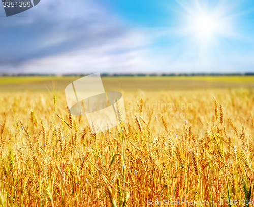 Image of wheat and sky