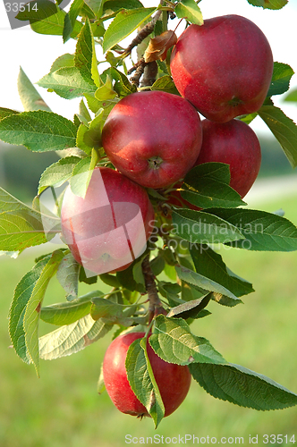 Image of Michigan Apples