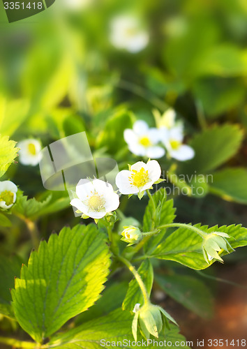 Image of strawberry