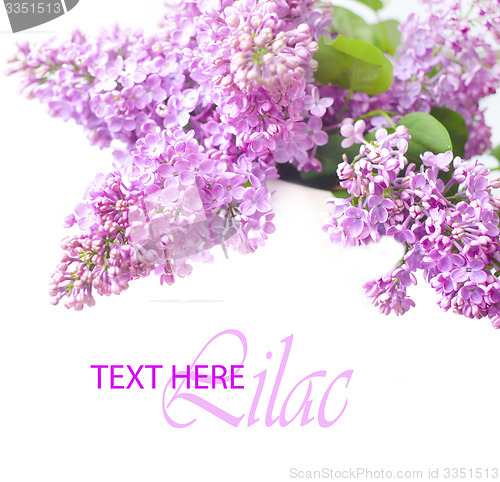 Image of lilac