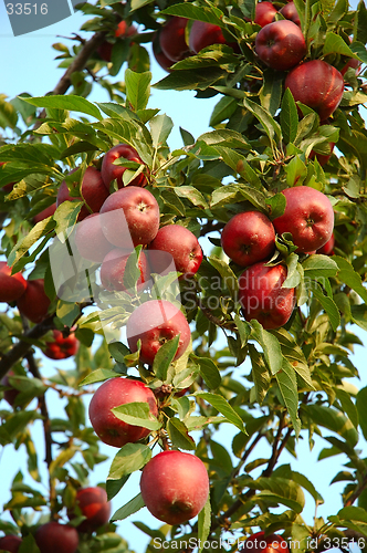 Image of Michigan Apples