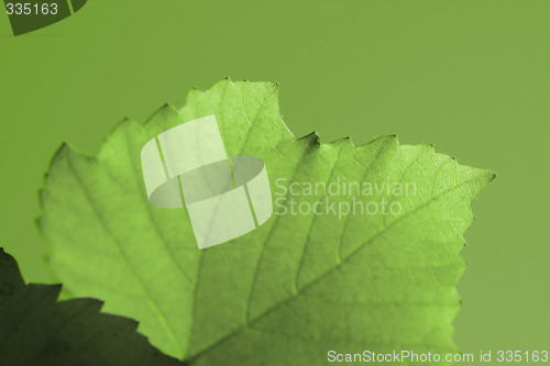 Image of Beautiful background leave