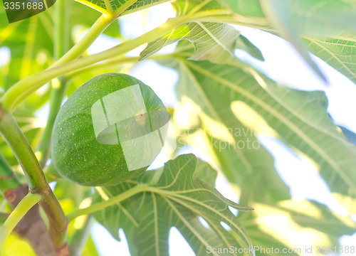 Image of fig on tree