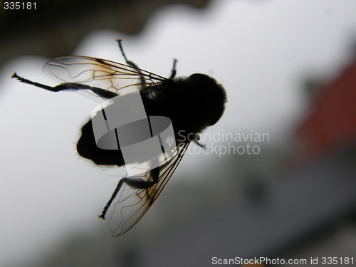 Image of fly