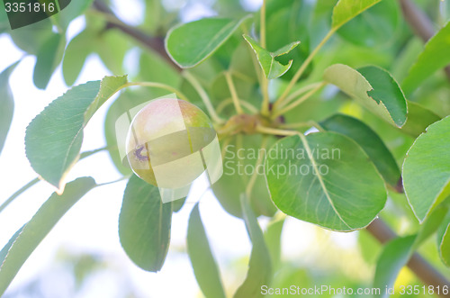Image of pear on tree