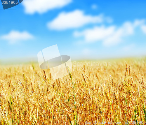 Image of wheat and sky