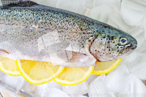 Image of raw trout