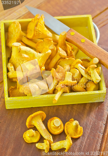 Image of mushrooms