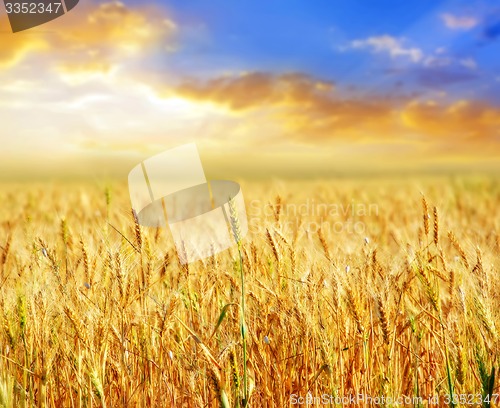 Image of wheat and sky