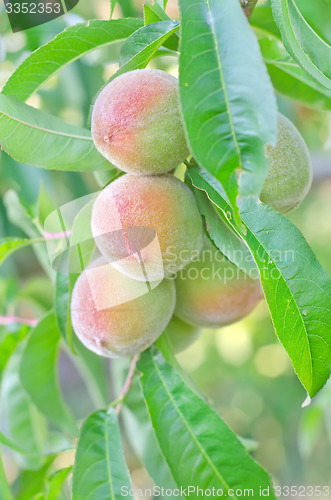 Image of peach on tree