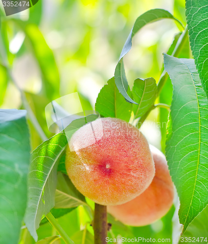 Image of peach