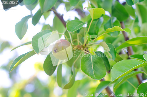 Image of pear on tree