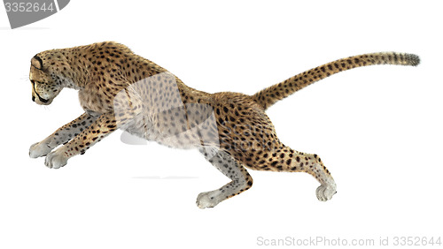 Image of Cheetah