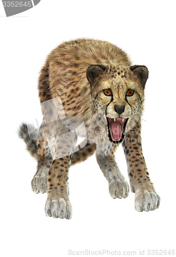 Image of Cheetah