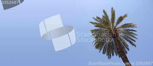 Image of Palm