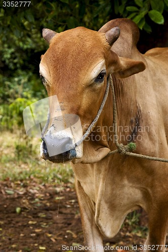 Image of zanzibar africa front brown cow bite     bush