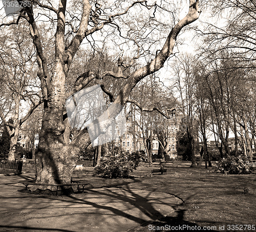 Image of park in london spring sky and old dead tree 