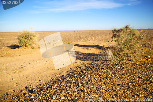 Image of bush  in the  desert  sahara africa  