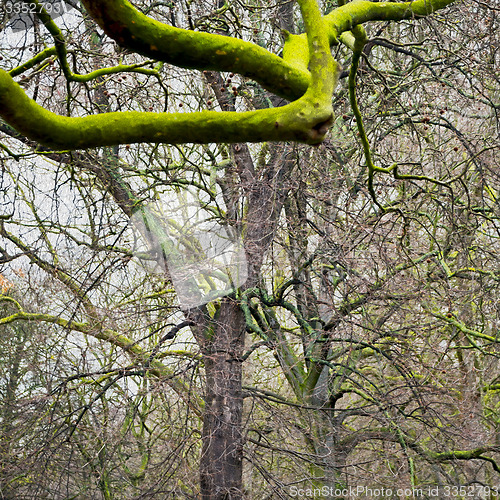 Image of park in london spring sky and old dead tree 