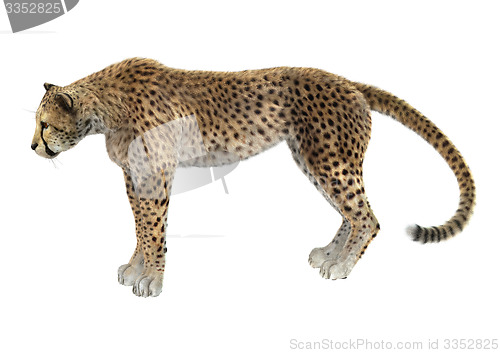 Image of Cheetah