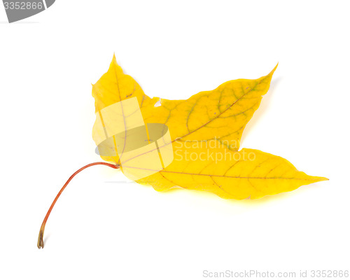 Image of Autumn yellow leaf