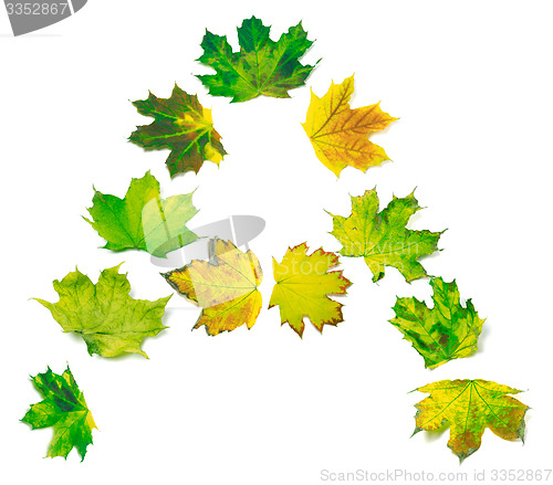 Image of Letter A composed of yellowed maple leafs