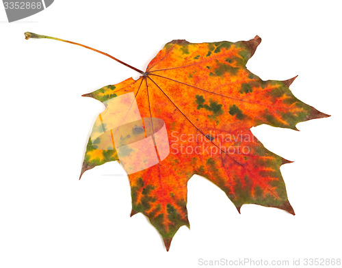 Image of Multicolor autumn maple-leaf